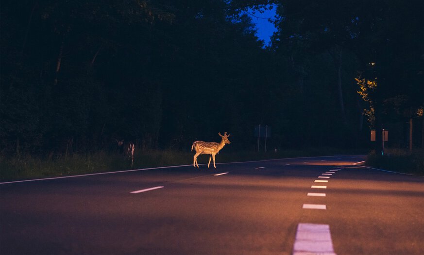 Reh überquert Straße in Dämmerung